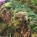 云南鲜蒜产地直销大量供应热烈欢迎新老顾客
