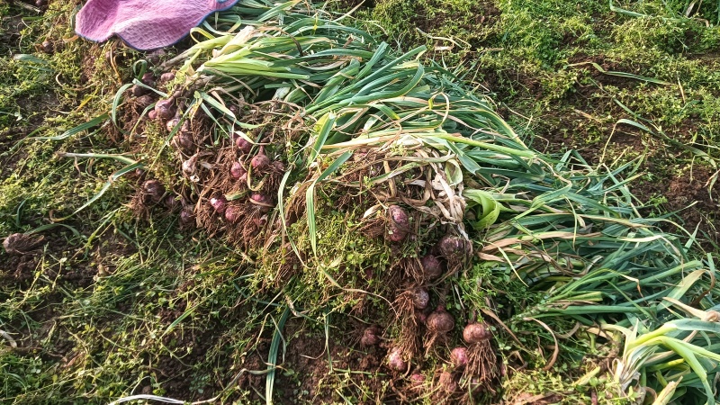 云南鲜蒜产地直销大量供应热烈欢迎新老顾客