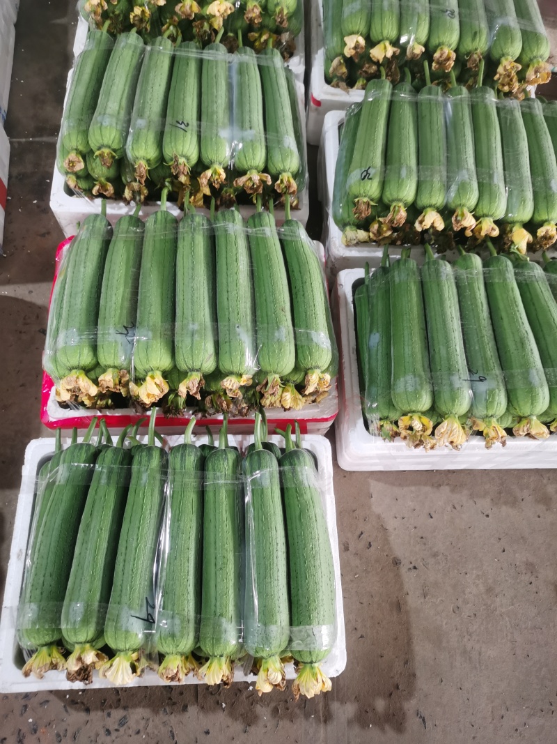 温州苍南肉丝瓜种植户直发精品货源诚信经营