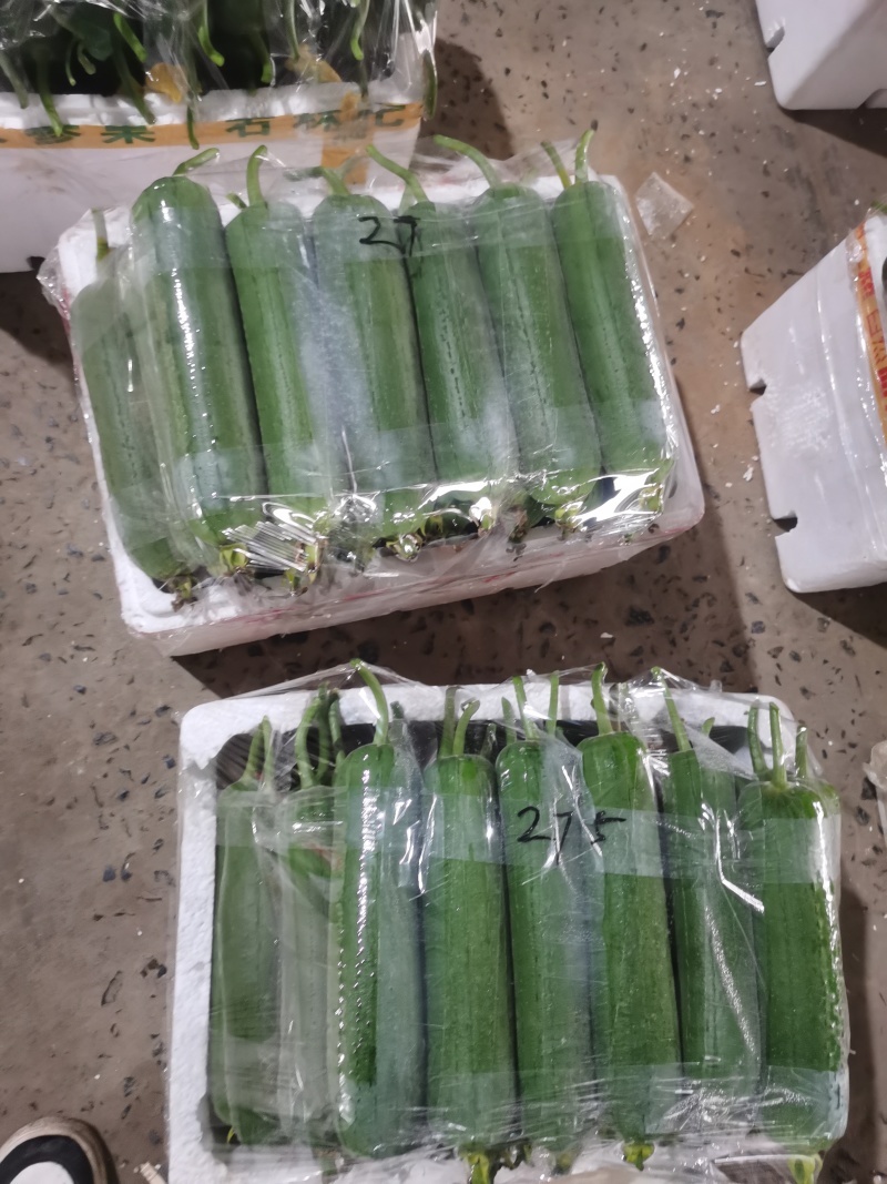 温州苍南肉丝瓜种植户直发精品货源诚信经营