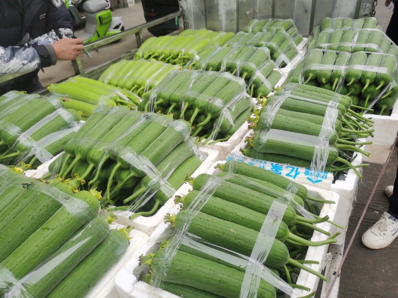 温州苍南肉丝瓜种植户直发精品货源诚信经营