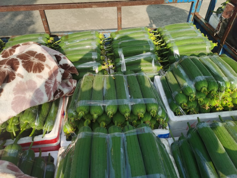 温州苍南肉丝瓜种植户直发精品货源诚信经营