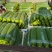温州苍南肉丝瓜种植户直发精品货源诚信经营