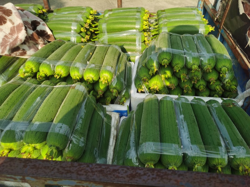 温州苍南肉丝瓜种植户直发精品货源诚信经营