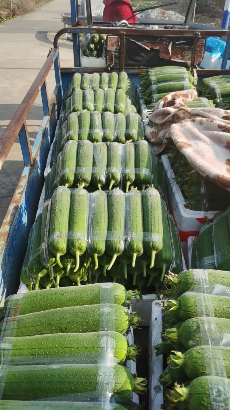 温州苍南肉丝瓜种植户直发精品货源诚信经营