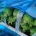 温州苍南肉丝瓜种植户直发精品货源诚信经营