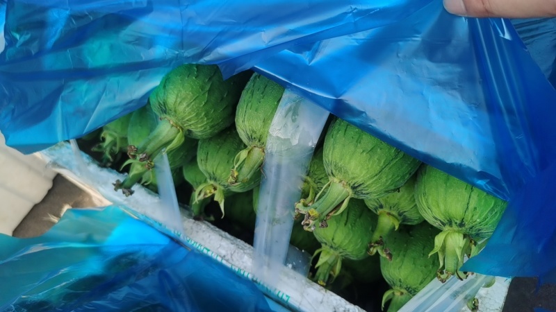 温州苍南肉丝瓜种植户直发精品货源诚信经营