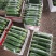 温州苍南肉丝瓜种植户直发精品货源诚信经营