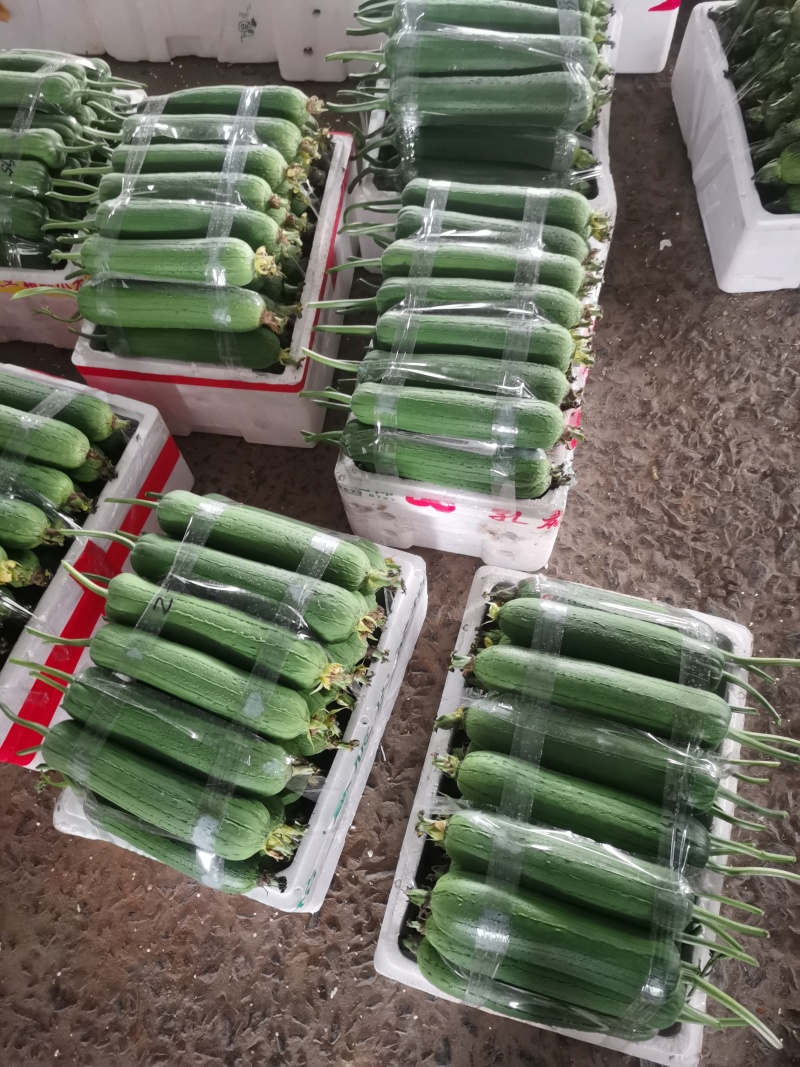 温州苍南肉丝瓜种植户直发精品货源诚信经营
