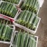 温州苍南肉丝瓜种植户直发精品货源诚信经营