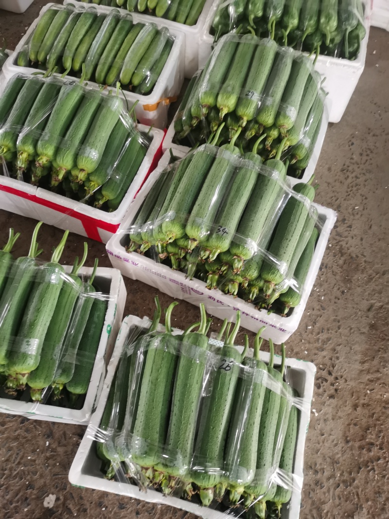 温州苍南肉丝瓜种植户直发精品货源诚信经营