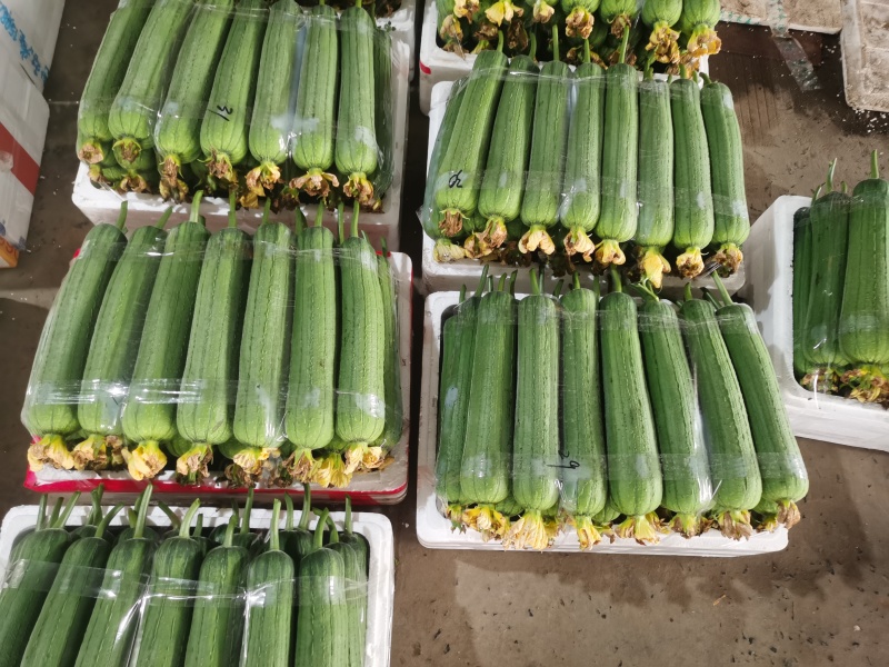 温州苍南肉丝瓜种植户直发精品货源诚信经营