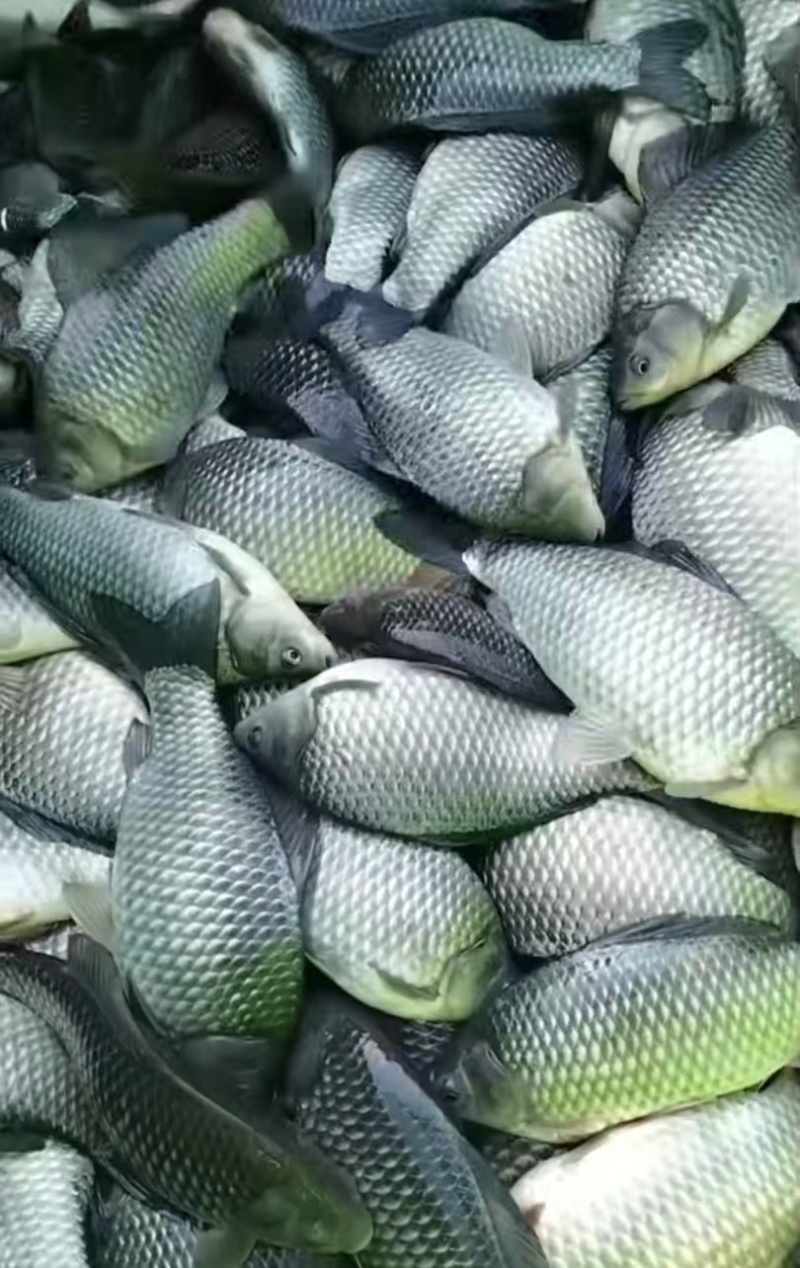 【江苏鲫鱼】江苏中科三号鲫鱼/钓场直供/品质保证便宜