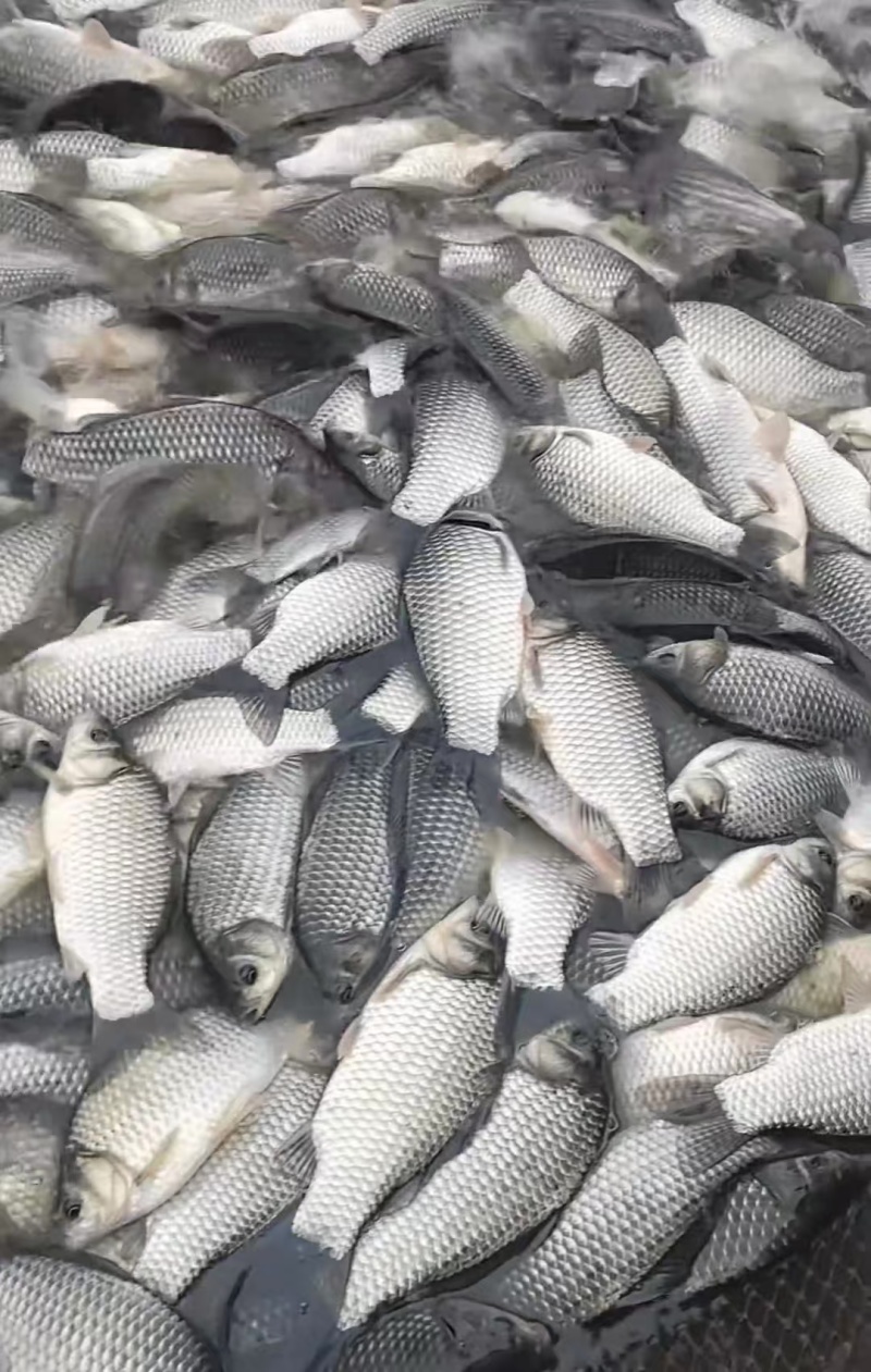 【江苏鲫鱼】江苏中科三号鲫鱼/钓场直供/品质保证便宜