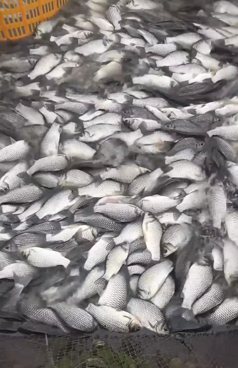 【江苏鲫鱼】江苏中科三号鲫鱼/钓场直供/品质保证便宜