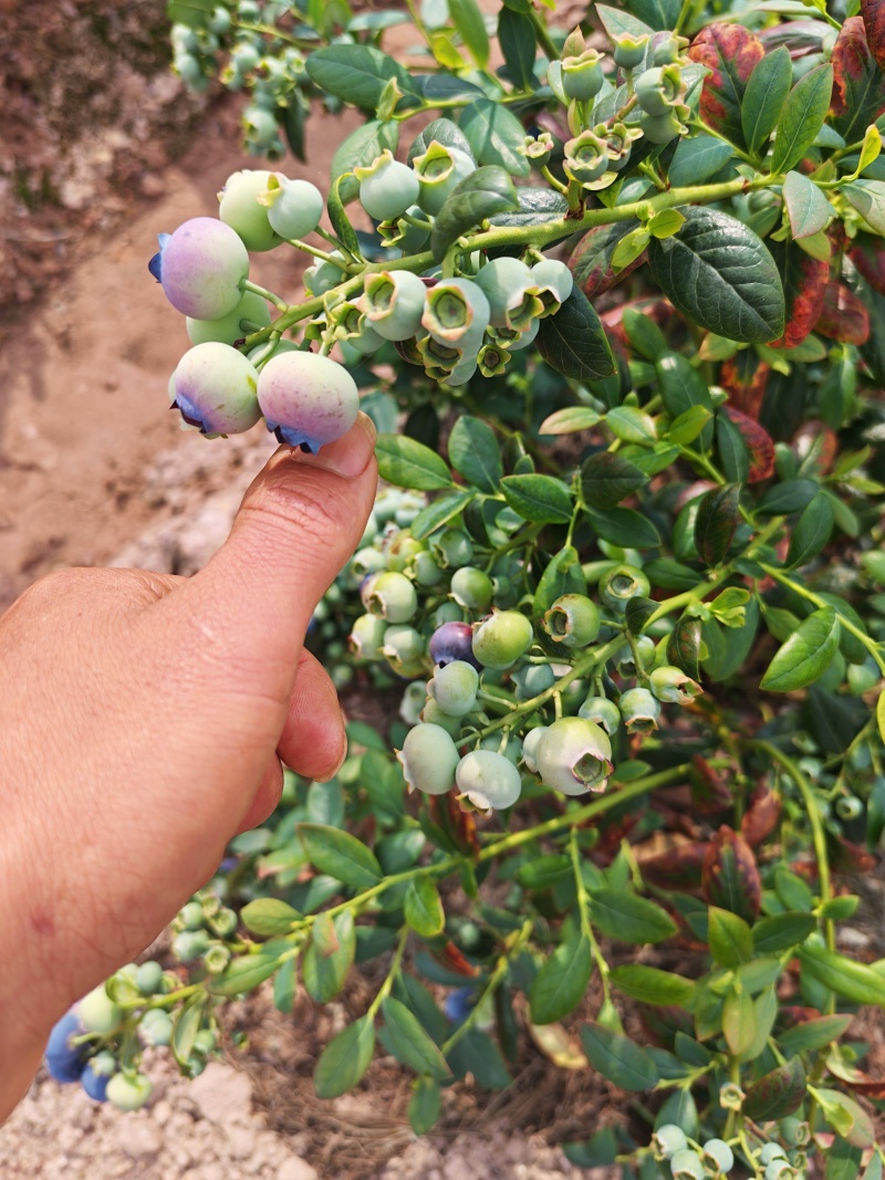 云南高原F6蓝莓云南红河石屏县露天大棚蓝莓通果可视频看货