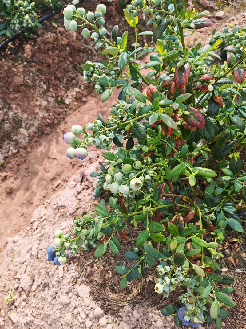 云南高原F6蓝莓云南红河石屏县露天大棚蓝莓通果可视频看货