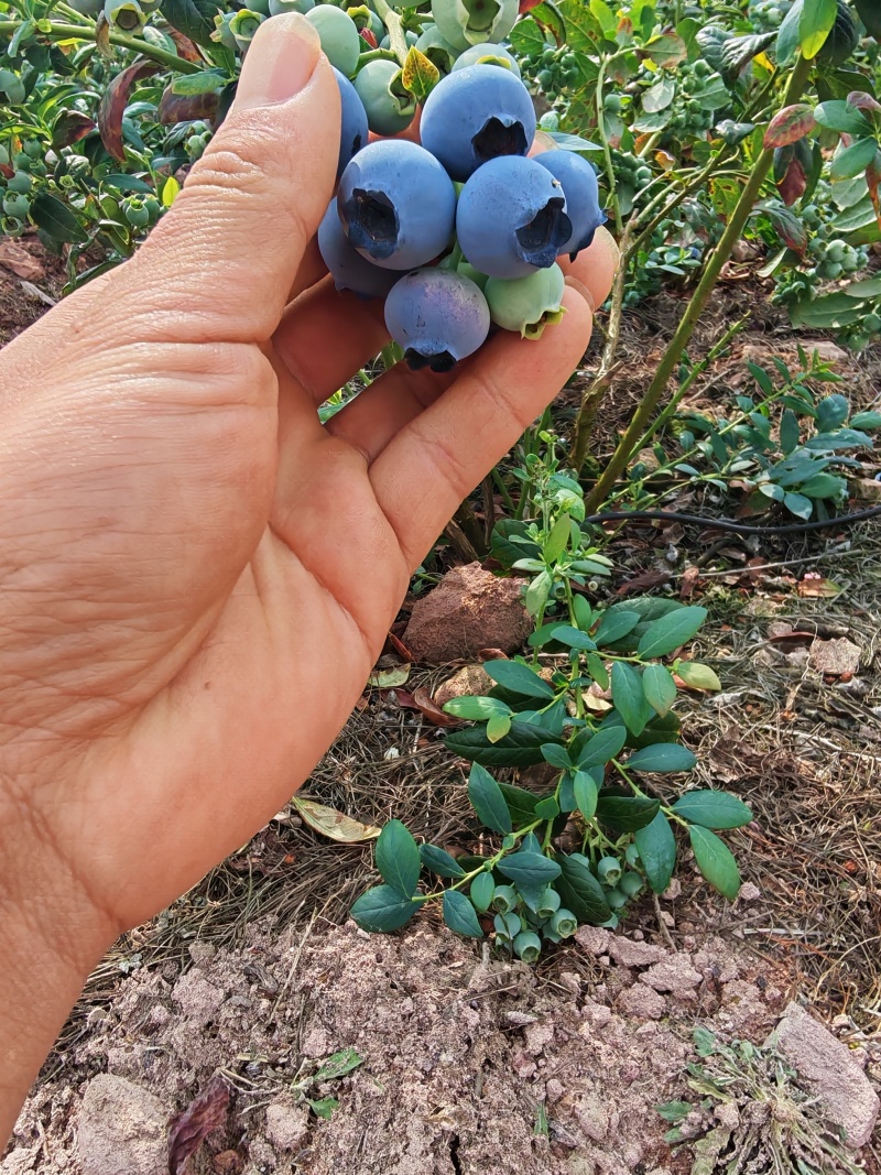 云南高原F6蓝莓云南红河石屏县露天大棚蓝莓通果可视频看货