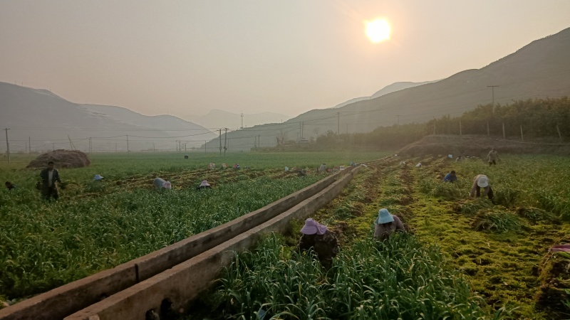 云南鲜蒜产地直销大量供应热烈欢迎新老顾客