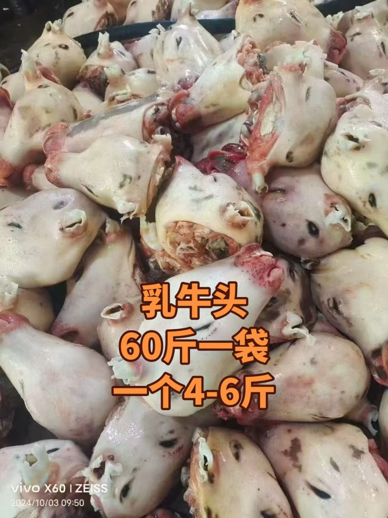 乳牛头现货现发，全国可发，大量现货，大量要可优惠