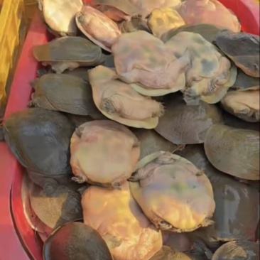 外塘甲鱼