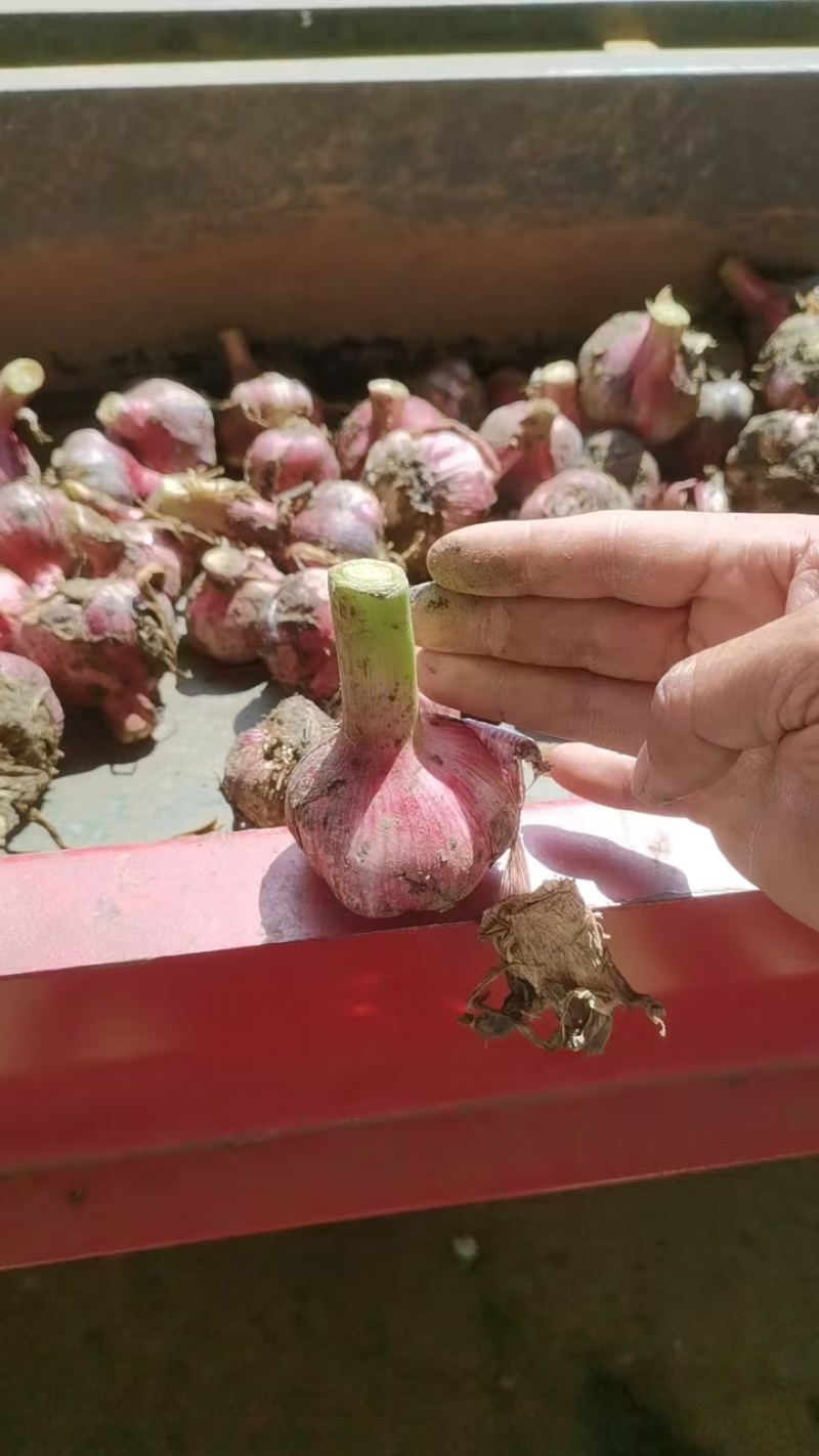 云南鲜蒜产地直销大量供应热烈欢迎新老顾客