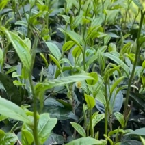 云南山普洱茶