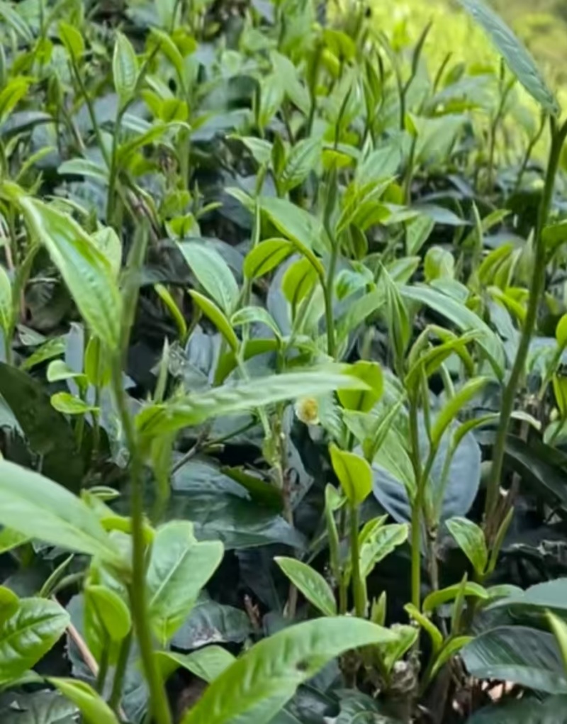 云南山普洱茶