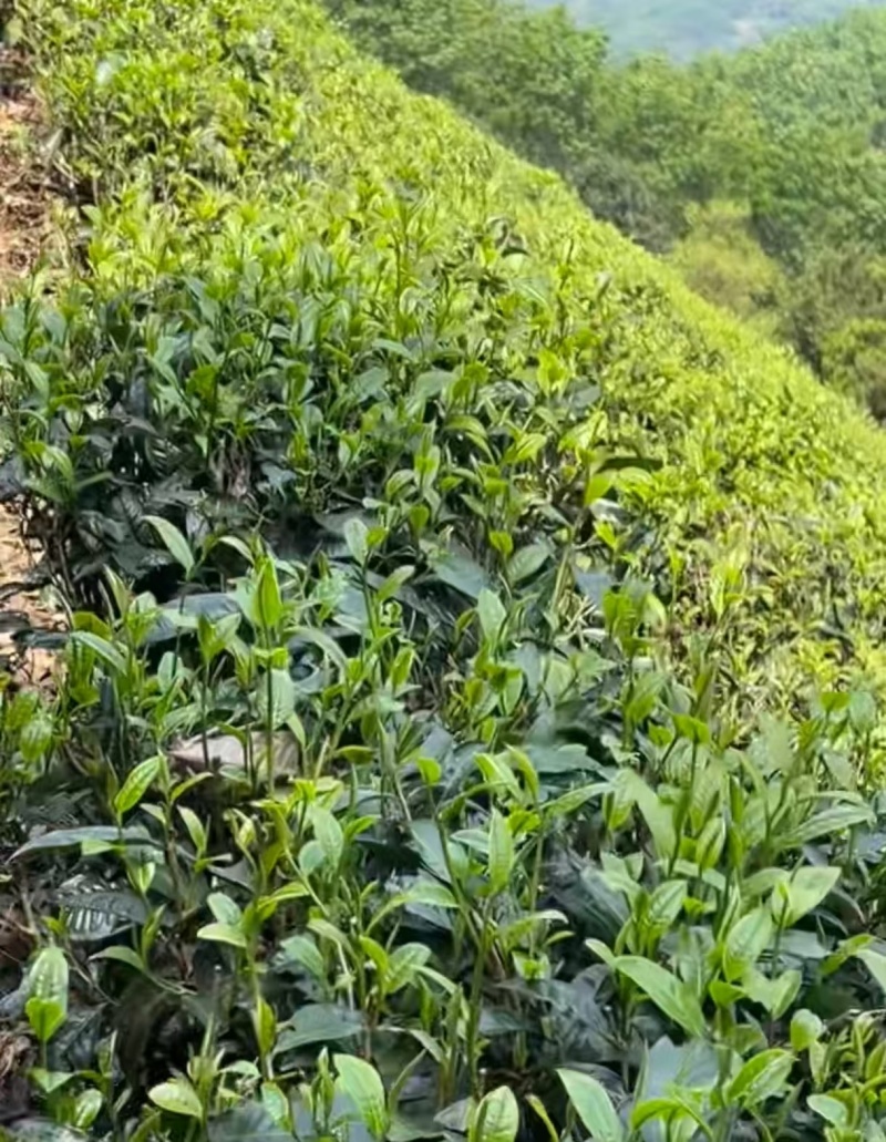 云南山普洱茶