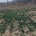 丹麦cy15大叶趴地菠菜