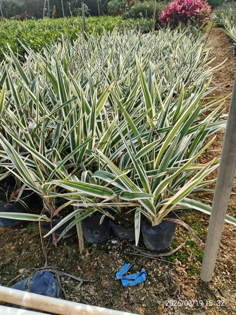 山菅兰