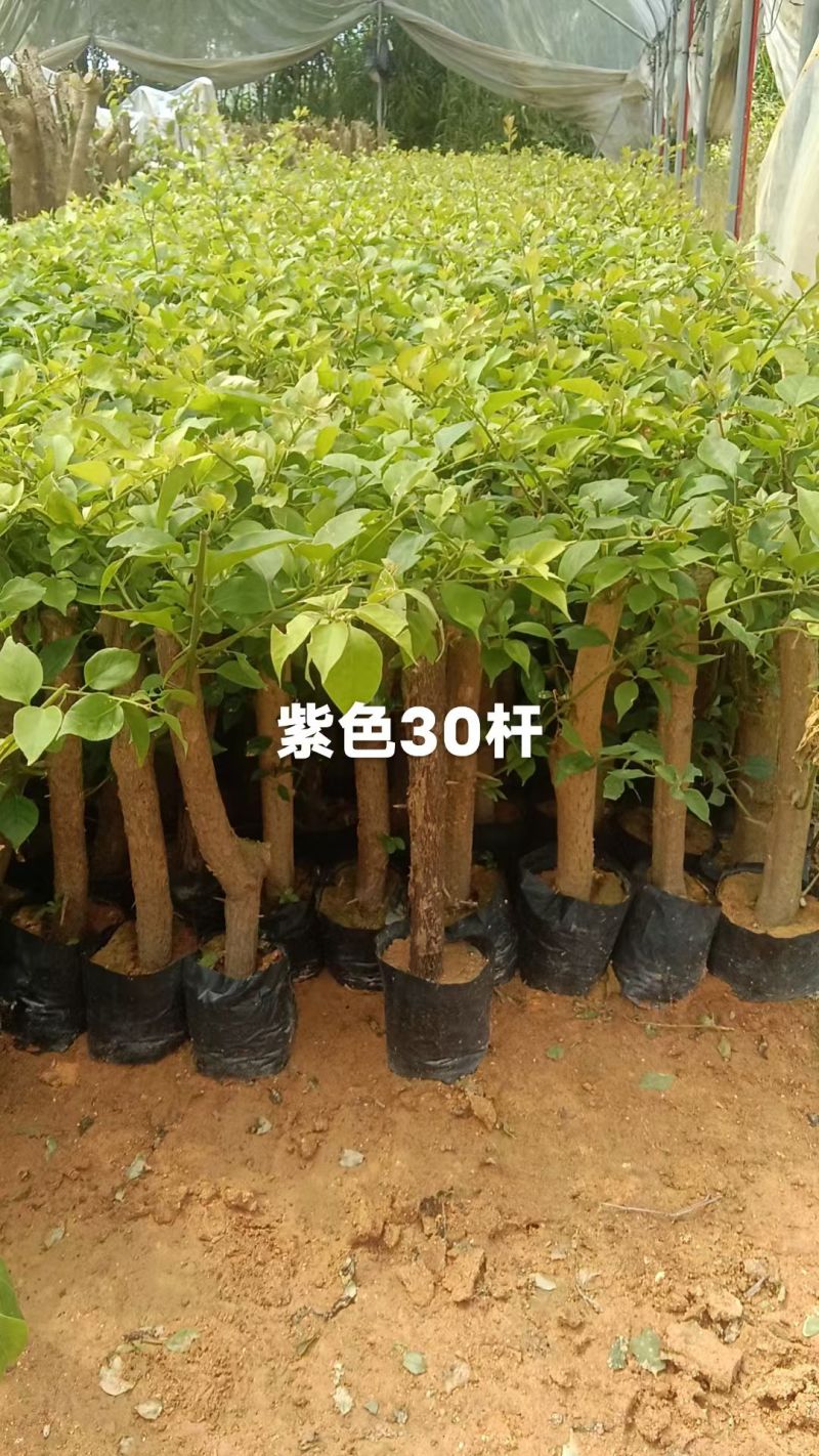 三角梅苗（云南紫，中国红，同安红了
