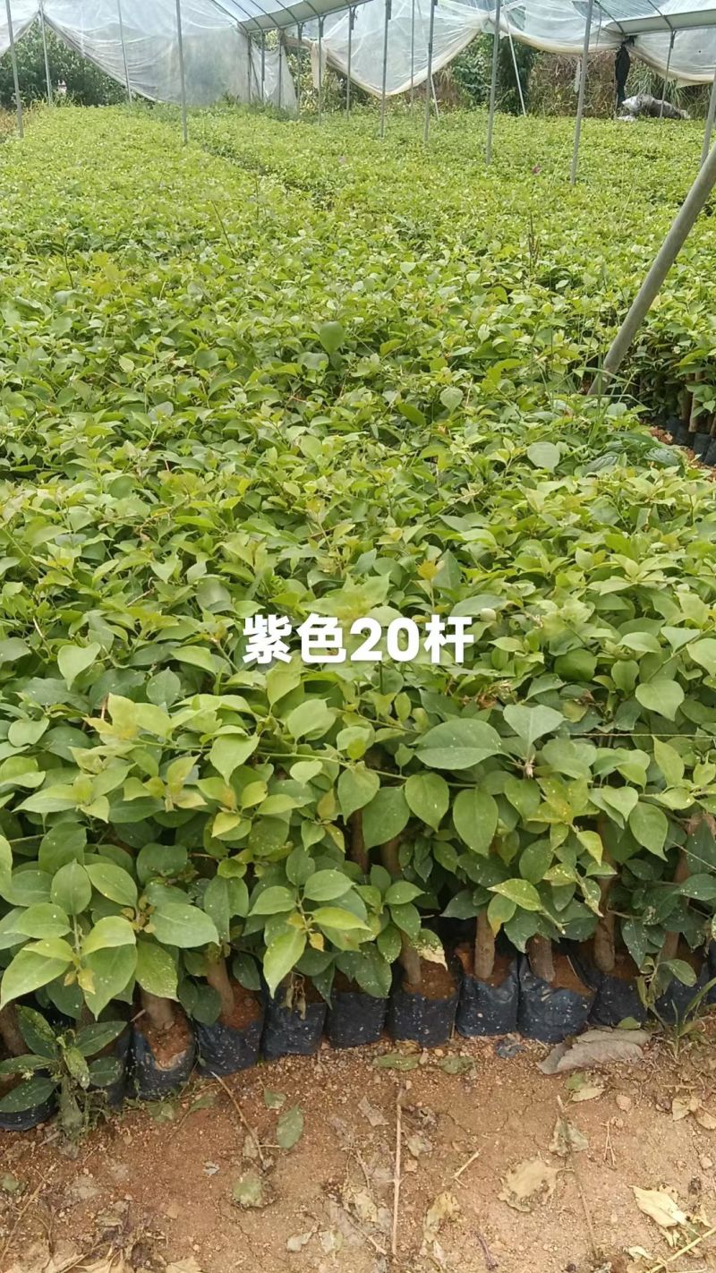 三角梅苗（云南紫，中国红，同安红了