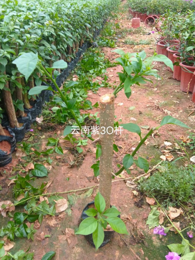 三角梅苗（云南紫，中国红，同安红了