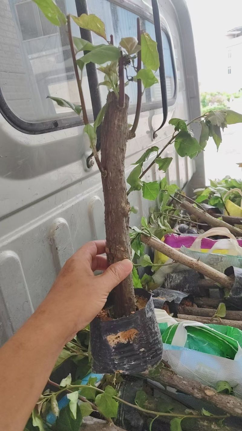 三角梅苗（云南紫，中国红，同安红了