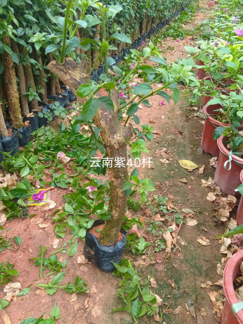 三角梅苗（云南紫，中国红，同安红了