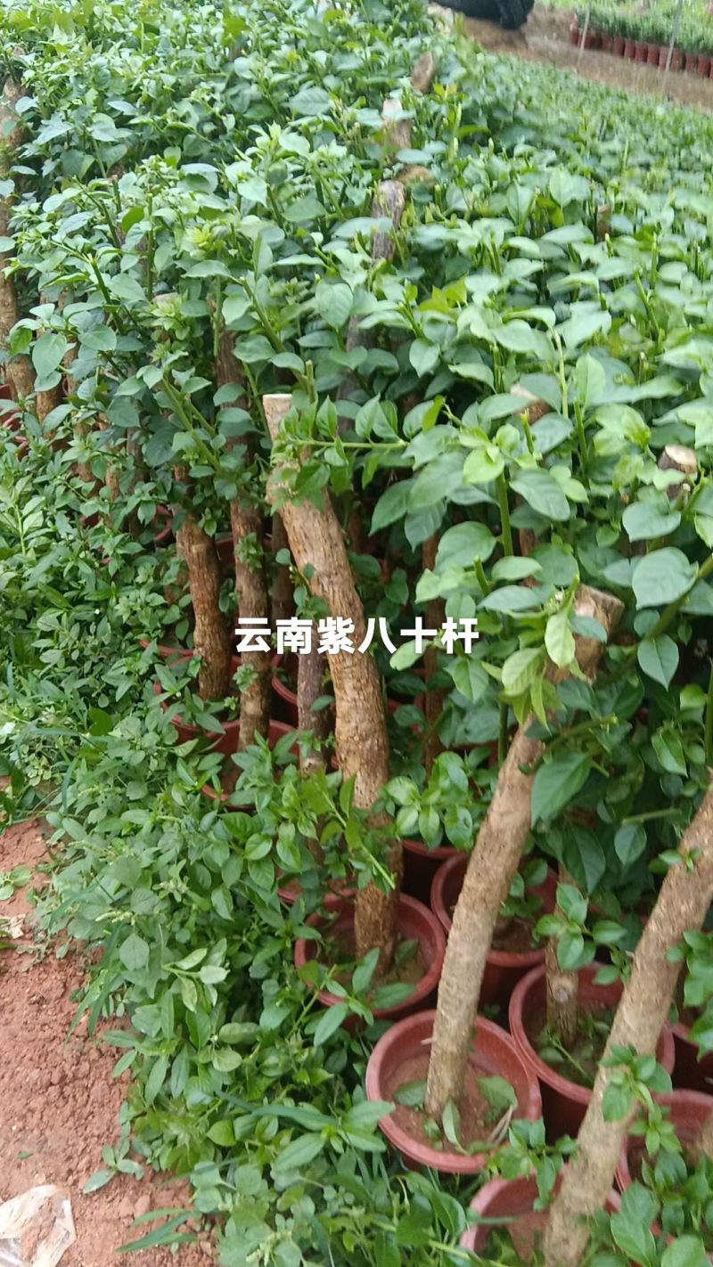 三角梅苗（云南紫，中国红，同安红了