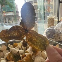 现年新品现货二红皮