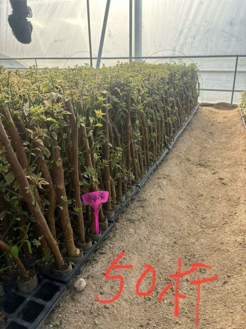 三角梅各种品种规格齐全