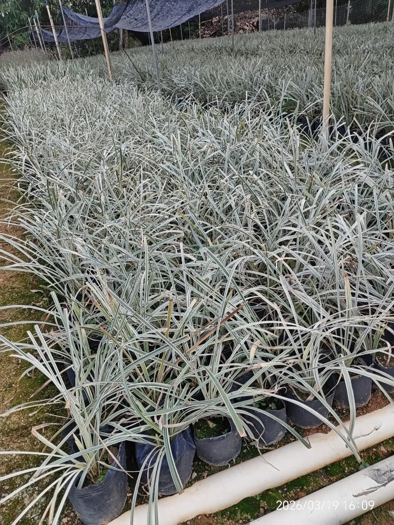 银边草