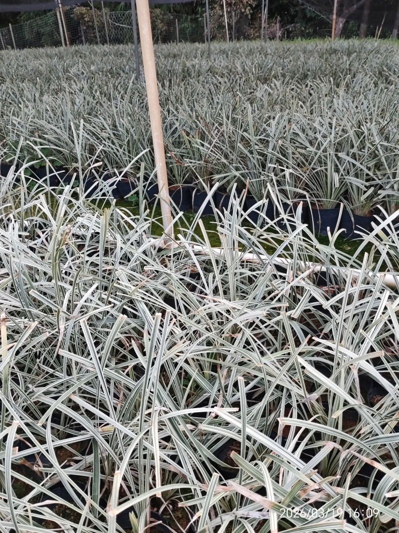 银边草