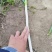 钢葱产地直供量大从优保质保量对接全国欢迎采购