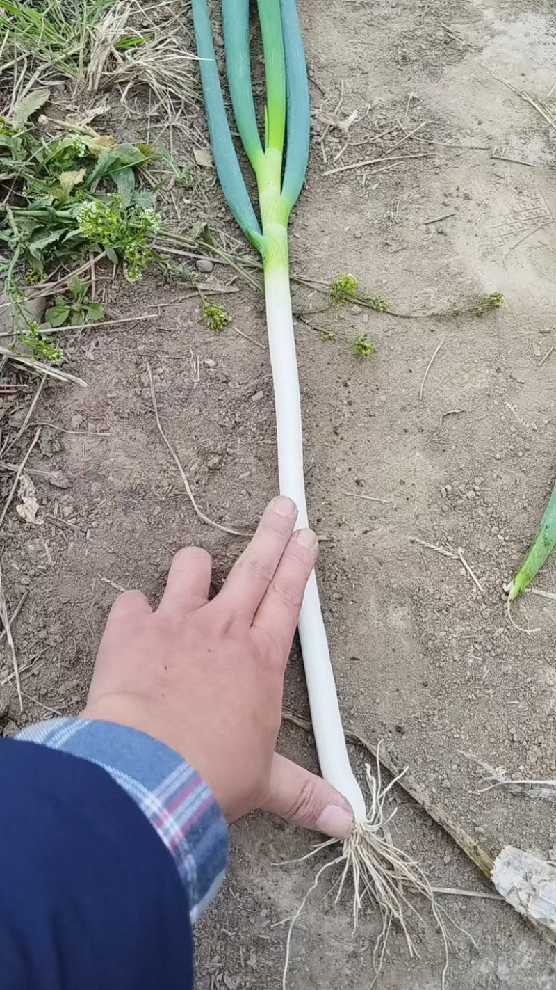 钢葱产地直供量大从优保质保量对接全国欢迎采购
