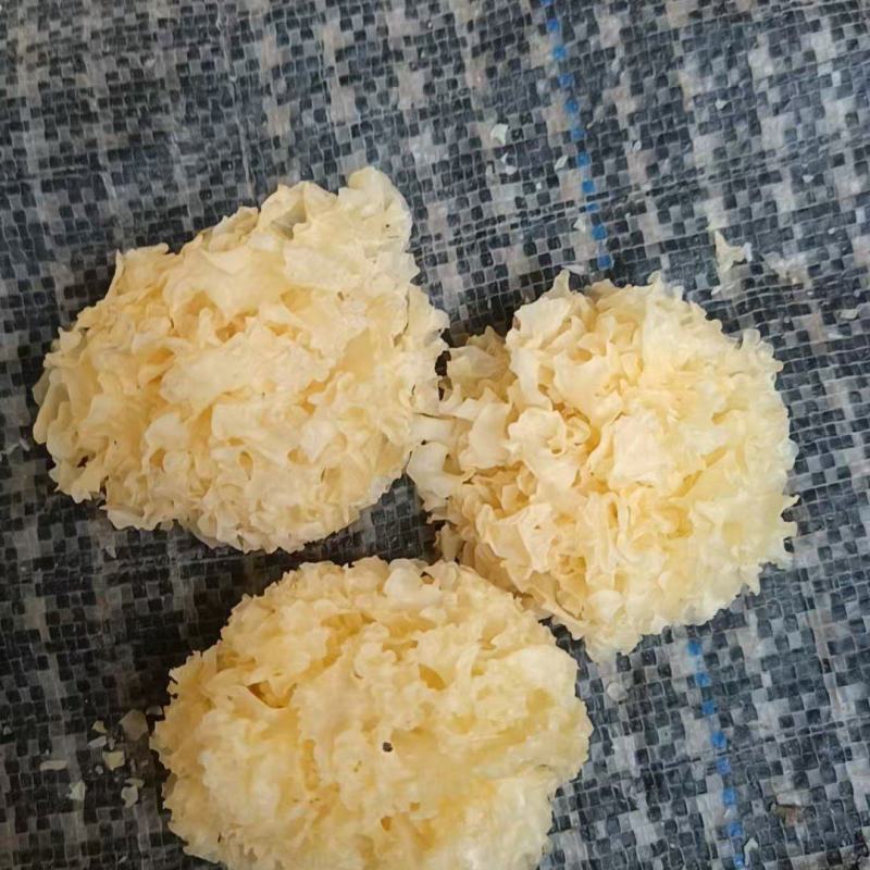 椴木银耳