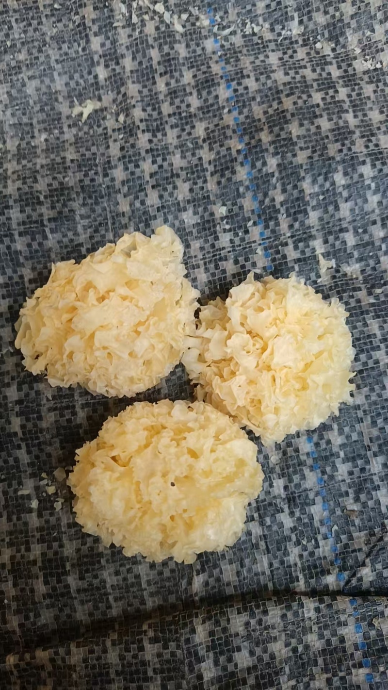 椴木银耳