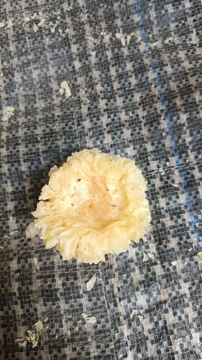 椴木银耳