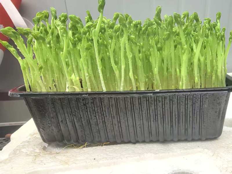 豌豆苗，产家直销，自己种植，足嫩足鲜，量大无忧，炒菜做汤