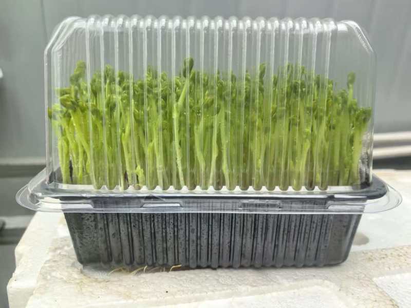 豌豆苗，产家直销，自己种植，足嫩足鲜，量大无忧，炒菜做汤
