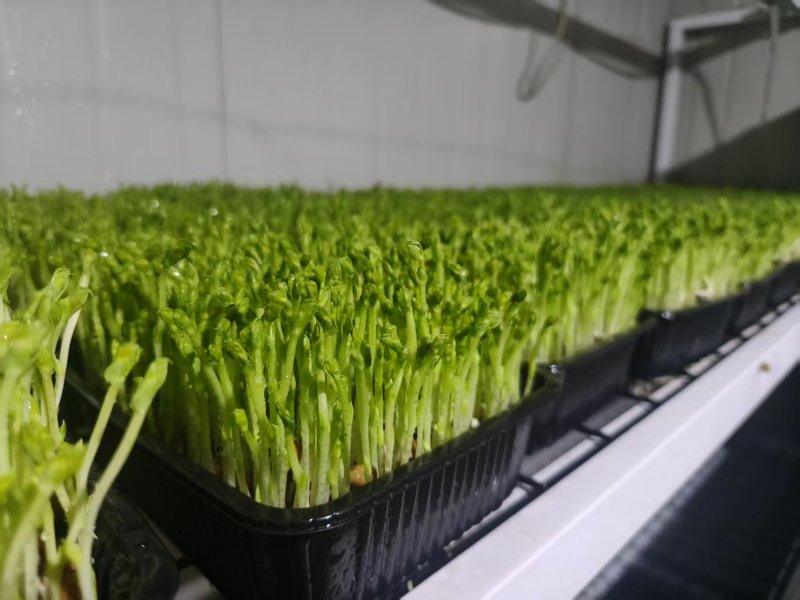 豌豆苗，产家直销，自己种植，足嫩足鲜，量大无忧，炒菜做汤