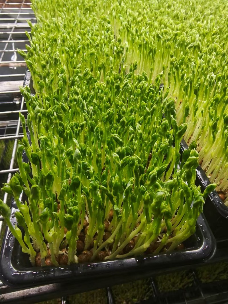 豌豆苗，产家直销，自己种植，足嫩足鲜，量大无忧，炒菜做汤